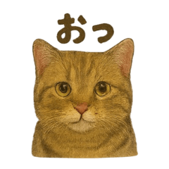 [LINEスタンプ] にゃんこのお返事セット