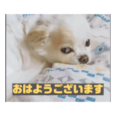 [LINEスタンプ] ちっちゃな挨拶