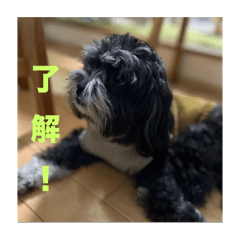 [LINEスタンプ] 一般家庭の犬スタンプの画像（メイン）