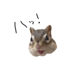 [LINEスタンプ] シマリス のかお