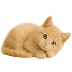 [LINEスタンプ] [アレンジ用]子猫の福ちゃん