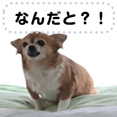 [LINEスタンプ] 我が家の愛犬ココのスタンプ！