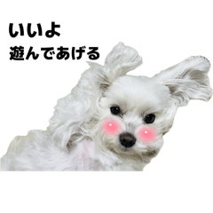 [LINEスタンプ] マルチーズ写真・斜め目線一言スタンプ