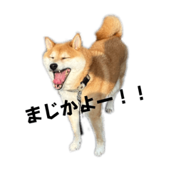 [LINEスタンプ] みんなのアイドル福くん！