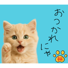 [LINEスタンプ] ネコの福のお言葉（水色）
