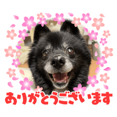 [LINEスタンプ] ころすけ16歳！ポメラニアンやってます！ 2