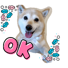 [LINEスタンプ] あずき 柴犬 3