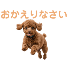 [LINEスタンプ] トイプー・マルチーズ・マルプーの毎日