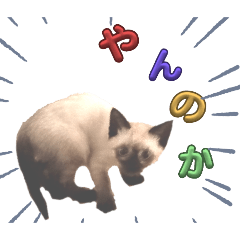 [LINEスタンプ] シャム猫 チョコちゃんスタンプ