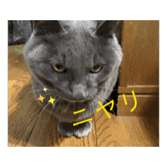 [LINEスタンプ] よくつかえるねこ！