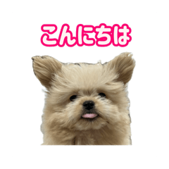 [LINEスタンプ] ポメプーころまる王子の使える敬語スタンプ