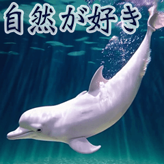 [LINEスタンプ] 背景が動く▶︎自然が好き---海の生き物---