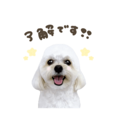 [LINEスタンプ] しらたまくん☆スタンダード.