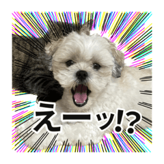 [LINEスタンプ] 勢いのある犬猫