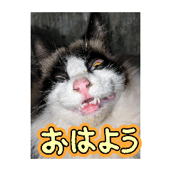 [LINEスタンプ] 動物集合ー！