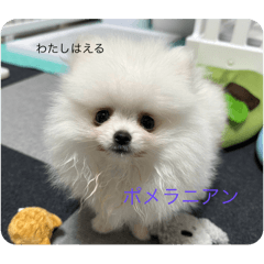 [LINEスタンプ] わたしはえる・ポメラニアン