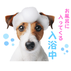 [LINEスタンプ] ジャックラッセルの挨拶