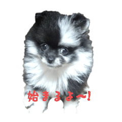 [LINEスタンプ] 球野丿スタンプ