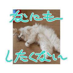 [LINEスタンプ] チロ・ココ