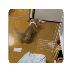 [LINEスタンプ] うちのもかちゃんセットスタンプ