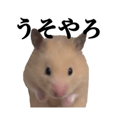 [LINEスタンプ] キンクマのぱんちゃん