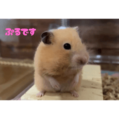 [LINEスタンプ] 原田ぷるの日常その2