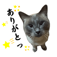 [LINEスタンプ] 散歩猫こだま君スタンプ【通常版】