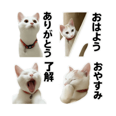 [LINEスタンプ] はろり挨拶①