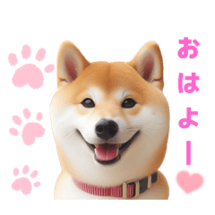 [LINEスタンプ] 柴犬の日常と気持ち