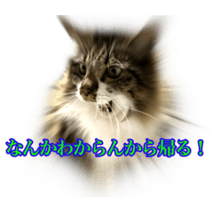 [LINEスタンプ] ちょっとクセ強めの猫