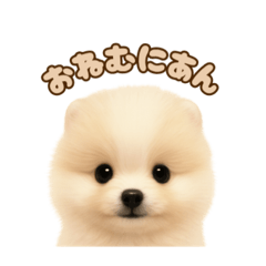 [LINEスタンプ] ポメラニアンのパピー