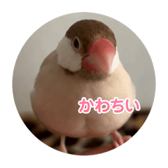 [LINEスタンプ] 可愛い3羽♡