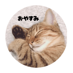 [LINEスタンプ] こむぎ家主