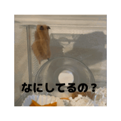 [LINEスタンプ] きぬ・もめん・いなり2