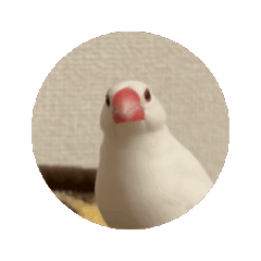 [LINEスタンプ] ハクくん動くよ〜