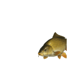 [LINEスタンプ] 動く！魚マニア・コレクションVol.1