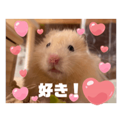 [LINEスタンプ] へちゃむくれなハムちゃん【動く】