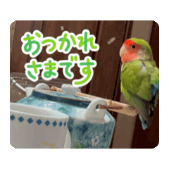 [LINEスタンプ] うちのbirdたち4(動く)