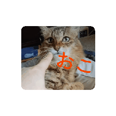 [LINEスタンプ] メインクーンかソマリさん実写_1