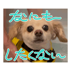 [LINEスタンプ] 動くチワックスのモカ氏スタンプ