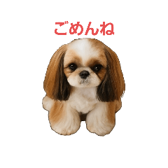 [LINEスタンプ] シーズーあずきちゃん