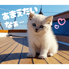 [LINEスタンプ] 猫セレブな彼女☆