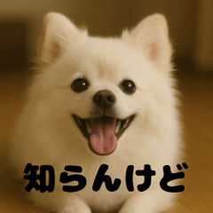 [LINEスタンプ] 白 ポメラニアン 日常 関西弁