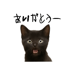 [LINEスタンプ] 黒猫ちゃんの声