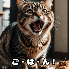 [LINEスタンプ] にゃんこと過ごす毎日