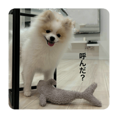 [LINEスタンプ] ポメラニアン こむぎくん