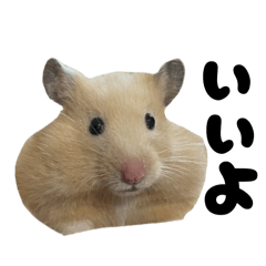 [LINEスタンプ] キンクマハムスターおいもの日常スタンプ2