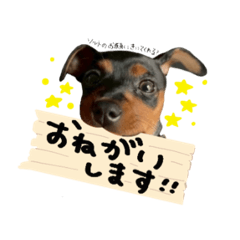 [LINEスタンプ] ミニピンのソルトちゃん