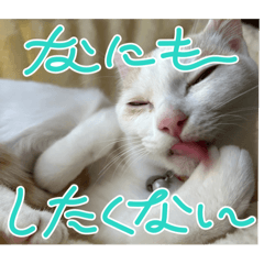 [LINEスタンプ] はろりスタンプ①