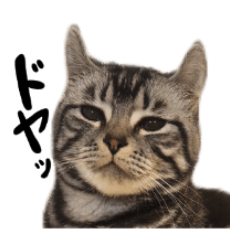 [LINEスタンプ] こめのねこスタンプ(実写)